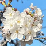 Discover Tokyo's most enchanting hanami spots! 4 Discover Tokyo’s most enchanting hanami spots!