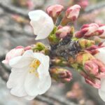 Top 5 best hanami spots in Gunma prefecture: